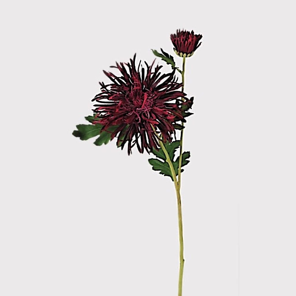 Crimson chrysanthemum - Cabana