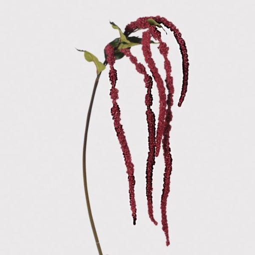 Red amaranthus stem